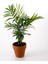 Videolu Areca Palm-Areka Palmiyesi 1 Adet Saksılı 20-40 cm Ev Ofis Bitkisi (Dypsis Lucentes) 2