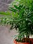 Videolu Areca Palm-Areka Palmiyesi 1 Adet Saksılı 20-40 cm Ev Ofis Bitkisi (Dypsis Lucentes) 3