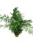 Videolu Areca Palm-Areka Palmiyesi 1 Adet Saksılı 20-40 cm Ev Ofis Bitkisi (Dypsis Lucentes) 4