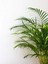 Videolu Areca Palm-Areka Palmiyesi 1 Adet Saksılı 20-40 cm Ev Ofis Bitkisi (Dypsis Lucentes) 5