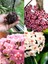 Videolu Kokulu Mum Çiçeği Bitkisi 4 Adet Saksılı 10-20 cm İç Mekan Salon Bitkisi (Hoya) 1