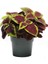 Videolu 1 Adet Yaprak Güzeli Çiçeği 30-40 cm Saksılı İç Mekan Bitkileri Plectranthus Scutellarioides 1