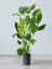 Videolu Deve Tabanı Çiçeği 1 Adet Saksılı 60-100 cm İç Mekan Salon Bitkisi(Monstera Deliciosa) 1