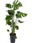 Videolu Deve Tabanı Çiçeği 1 Adet Saksılı 60-100 cm İç Mekan Salon Bitkisi(Monstera Deliciosa) 4