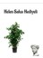 Kadınlar Gününe Özel Yeşil Benjamin Salon Bitkisi Helen Saksı Hediyeli 1