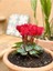 Videolu Canlı Kırmızı Sıklamen 25-35 cm Saksılı İç Mekan Bitkileri Red Cyclamen 2