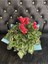 Videolu Canlı Kırmızı Sıklamen 25-35 cm Saksılı İç Mekan Bitkileri Red Cyclamen 3