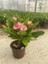 Videolu Milli Dikenler Tacı Pembe Çiçekli 25-55 cm Saksılı İç Mekan Bitkileri Euphorbia 1
