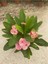 Videolu Milli Dikenler Tacı Pembe Çiçekli 25-55 cm Saksılı İç Mekan Bitkileri Euphorbia 2