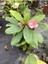 Videolu Milli Dikenler Tacı Pembe Çiçekli 25-55 cm Saksılı İç Mekan Bitkileri Euphorbia 3