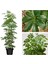 Yeşil Şeflera Tek Dallı Salon Bitkisi Schefflera 70-80 cm İç Mekan Bitkisi 1