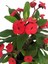 Videolu Kırmızı Renk Milli Dikenler Tacı 1 Adet Saksılı 10-20 cm Salon Ofis Ev Bitkisi (Euphorbia) 1