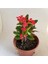 Videolu Kırmızı Renk Milli Dikenler Tacı 1 Adet Saksılı 10-20 cm Salon Ofis Ev Bitkisi (Euphorbia) 3