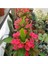 Videolu Kırmızı Renk Milli Dikenler Tacı 1 Adet Saksılı 10-20 cm Salon Ofis Ev Bitkisi (Euphorbia) 4