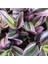 Videolu Pembe Beyaz Alacalı Telgraf Çiçeği 1 Adet Saksılı 15 - 30 cm Ofis Bitkisi (Tradescantia Nanouk) 3