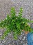 Videolu Beyaz Kufeya Cennet Çiçeği 1 Adet Saksılı 20-40 cm İç-Dış Mekan Bitkisi (Cuphea Hyssopifolia) 2