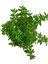 Videolu Beyaz Kufeya Cennet Çiçeği 1 Adet Saksılı 20-40 cm İç-Dış Mekan Bitkisi (Cuphea Hyssopifolia) 4