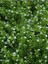 Videolu Beyaz Kufeya Cennet Çiçeği 1 Adet Saksılı 20-40 cm İç-Dış Mekan Bitkisi (Cuphea Hyssopifolia) 5