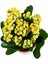 Videolu Sarı Kalanşo Çiçeği 1 Adet Saksılı 10-20 cm İç Mekan Salon Bitkisi (Yellow Kalanchoe) 1