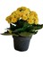 Videolu Sarı Kalanşo Çiçeği 1 Adet Saksılı 10-20 cm İç Mekan Salon Bitkisi (Yellow Kalanchoe) 2