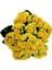 Videolu Sarı Kalanşo Çiçeği 1 Adet Saksılı 10-20 cm İç Mekan Salon Bitkisi (Yellow Kalanchoe) 3