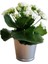 Kalanchoe - Kalanşo Çiçeği (Beyaz Çiçekli) 1