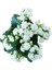 Kalanchoe - Kalanşo Çiçeği (Beyaz Çiçekli) 2