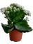 Kalanchoe - Kalanşo Çiçeği (Beyaz Çiçekli) 3
