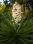 Videolu Avize Yukka Çiçeği 1 Adet Saksılı 80-100 cm İç Mekan Ev Ofis Bitkisi (Yucca) 1