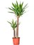 Videolu Avize Yukka Çiçeği 1 Adet Saksılı 80-100 cm İç Mekan Ev Ofis Bitkisi (Yucca) 2