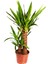 Videolu Avize Yukka Çiçeği 1 Adet Saksılı 80-100 cm İç Mekan Ev Ofis Bitkisi (Yucca) 4