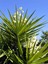 Videolu Avize Yukka Çiçeği 1 Adet Saksılı 80-100 cm İç Mekan Ev Ofis Bitkisi (Yucca) 5