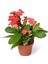 Euphorbia Milii Dikenler Tacı Çiçekli Kaktüs 20 cm 1