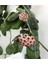 Videolu Pembe Renk Hoya Mum Çiçeği 1 Adet Saksılı 10-15 cm İç Mekan Salon Ev Bitkisi (Hoya Carnaso) 1