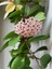 Videolu Pembe Renk Hoya Mum Çiçeği 1 Adet Saksılı 10-15 cm İç Mekan Salon Ev Bitkisi (Hoya Carnaso) 2
