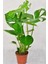 Videolu Deve Tabanı Bitkisi 1 Adet Saksılı 60-100 cm İç Mekan Salon Ofis Bitkisi (Monstera Deliciosa) 1