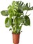 Videolu Deve Tabanı Bitkisi 1 Adet Saksılı 60-100 cm İç Mekan Salon Ofis Bitkisi (Monstera Deliciosa) 2