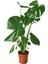Videolu Deve Tabanı Bitkisi 1 Adet Saksılı 60-100 cm İç Mekan Salon Ofis Bitkisi (Monstera Deliciosa) 3