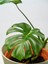 Videolu Deve Tabanı Bitkisi 1 Adet Saksılı 60-100 cm İç Mekan Salon Ofis Bitkisi (Monstera Deliciosa) 4