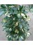 Şeflera-Schefflera Arboricola (Gold Capella)2 Dallı - 90-110 cm 4