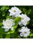 Gardenya Çiçeği-Gardenia Jasminoides- Köklü,kendi Bitkini Yetiştir 1