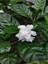 Gardenya Çiçeği-Gardenia Jasminoides- Köklü,kendi Bitkini Yetiştir 4