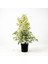 Videolu Benjamin Bitkisi Alaca Yapraklı 1 Adet Saksılı 60-80 cm İç Mekan Bitkisi(Ficus Benjamina) 1