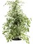 Videolu Benjamin Bitkisi Alaca Yapraklı 1 Adet Saksılı 60-80 cm İç Mekan Bitkisi(Ficus Benjamina) 2