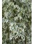 Videolu Benjamin Bitkisi Alaca Yapraklı 1 Adet Saksılı 60-80 cm İç Mekan Bitkisi(Ficus Benjamina) 3