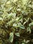 Videolu Benjamin Bitkisi Alaca Yapraklı 1 Adet Saksılı 60-80 cm İç Mekan Bitkisi(Ficus Benjamina) 4