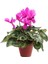 Videolu Pembe Sıklamen Çiçeği Bitkisi 30-45 cm Saksılı İç Mekan Bitkiler Pink Cyclamen 1
