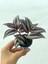 Bordo Telgraf Çiçeği 5.5 cm Saksıda 1