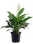 Videolu 1 Adet Barış Çiçeği 50-80 cm Saksılı İç Mekan Bitkileri Spathiphyllum 1