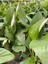 Videolu 1 Adet Barış Çiçeği 50-80 cm Saksılı İç Mekan Bitkileri Spathiphyllum 2
